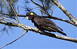 Yellow-tailed Black-Cockatooborder=